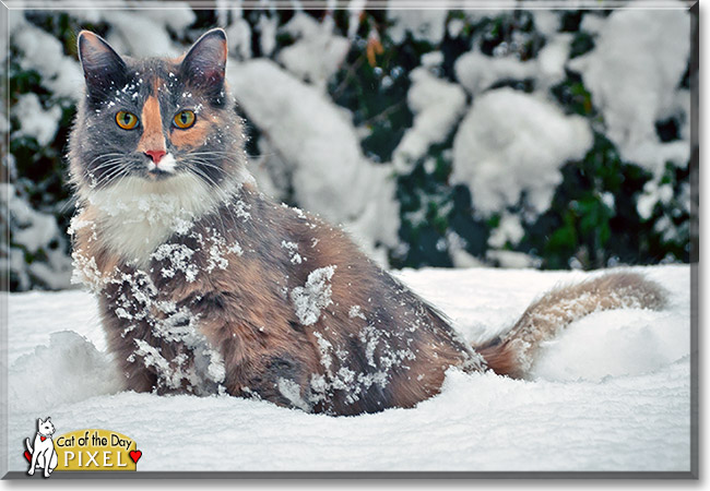 Pixel, the Cat of the Day Pixel, the Cat of the Day