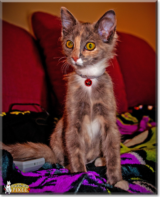 Pixel, the Cat of the Day Pixel, the Cat of the Day