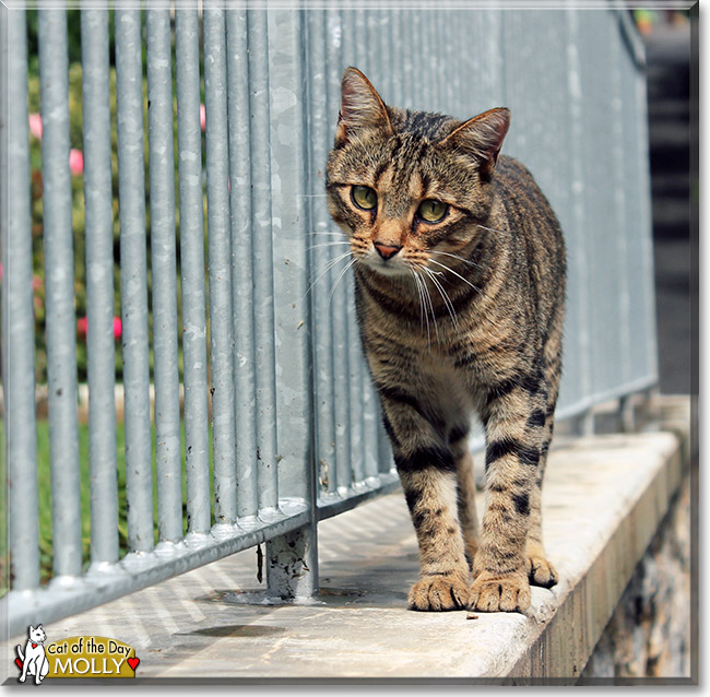 Molly, the Cat of the Day