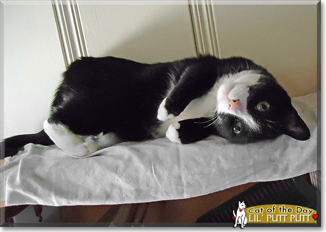 Lil' Putt Putt, the Cat of the Day