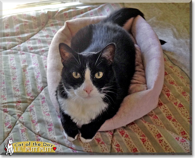 Lil' Putt Putt, the Cat of the Day Lil' Putt Putt, the Cat of the Day