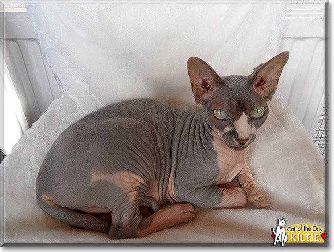 Kiltie, the Cat of the Day