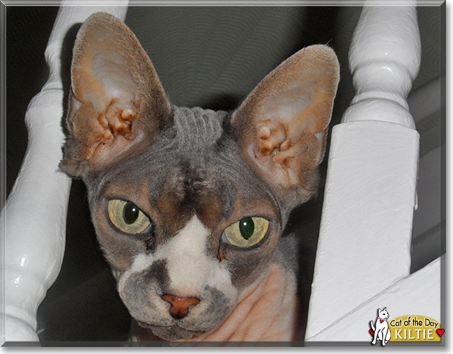 Kiltie, the Cat of the Day Kiltie, the Cat of the Day