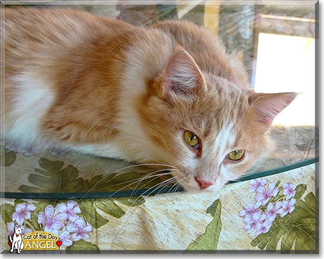 Angel, the Cat of the Day