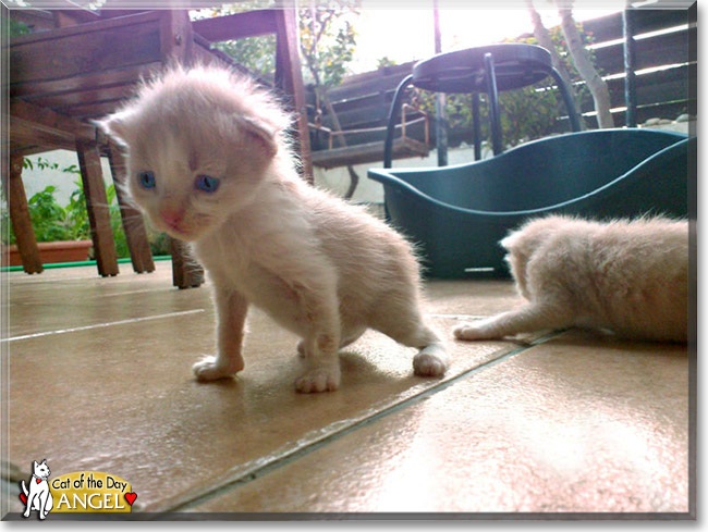Angel, the Cat of the Day Angel, the Cat of the Day
