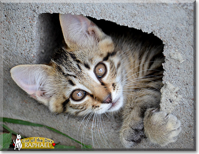 Raphael, the Cat of the Day