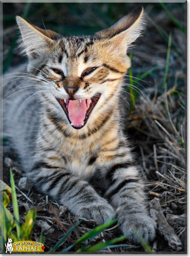 Raphael, the Cat of the Day Raphael, the Cat of the Day