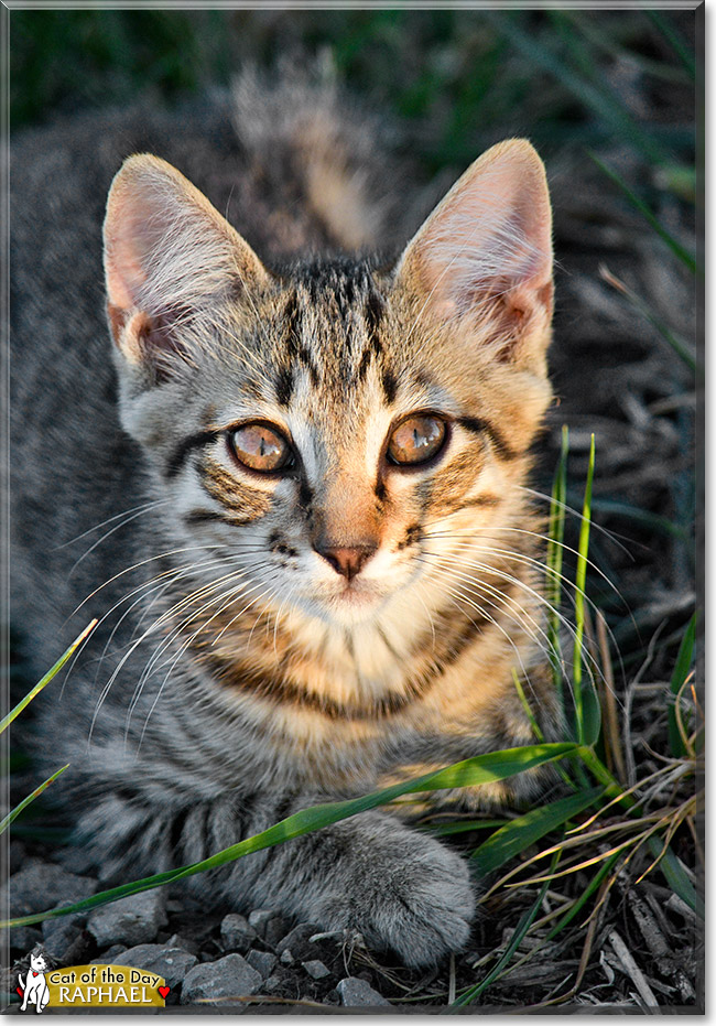 Raphael, the Cat of the Day Raphael, the Cat of the Day