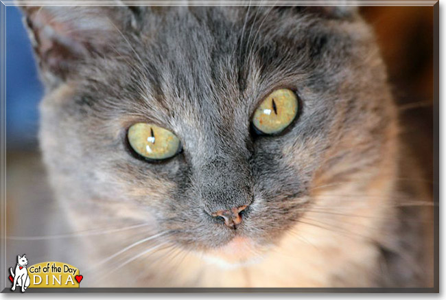 Dina, the Cat of the Day