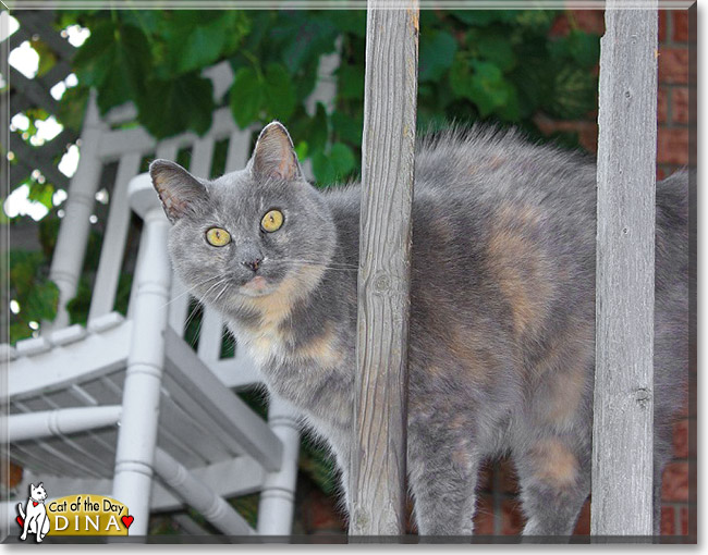 Dina, the Cat of the Day Dina, the Cat of the Day