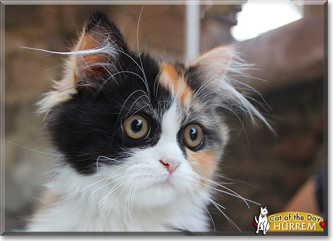 Hürrem, the Cat of the Day