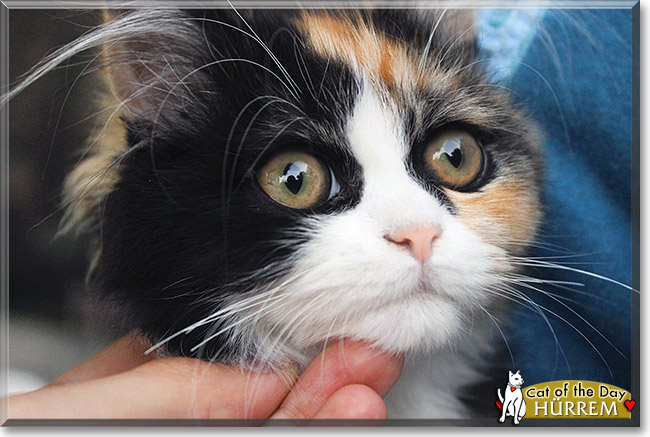 Hürrem, the Cat of the Day Hürrem, the Cat of the Day