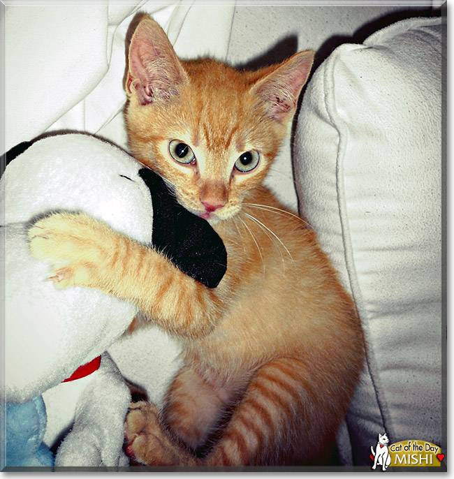 Mishi, the Cat of the Day Mishi, the Cat of the Day