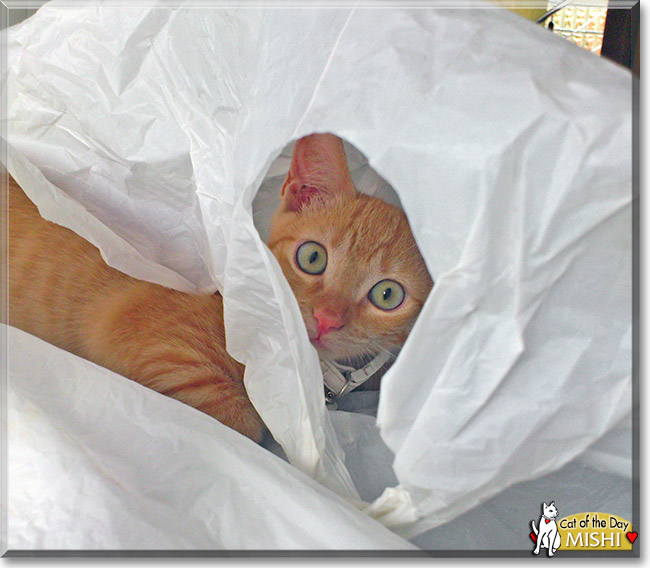 Mishi, the Cat of the Day Mishi, the Cat of the Day