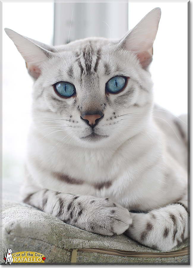 Rafaello, the Cat of the Day