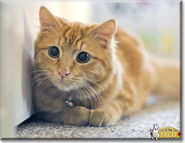 Taco, the Cat of the Day