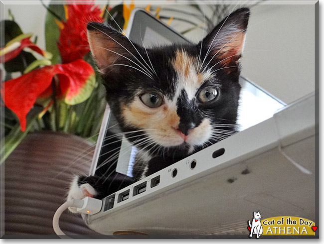 Athena, the Cat of the Day