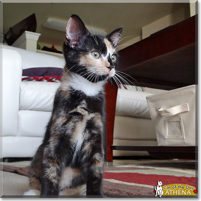 Athena, the Cat of the Day Athena, the Cat of the Day