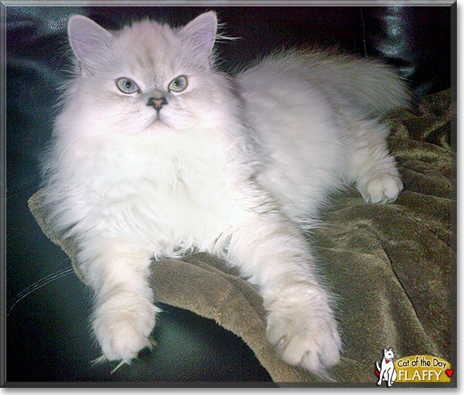 Flaffy, the Cat of the Day