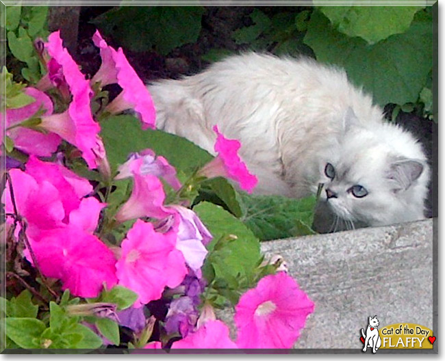 Flaffy, the Cat of the Day Flaffy, the Cat of the Day