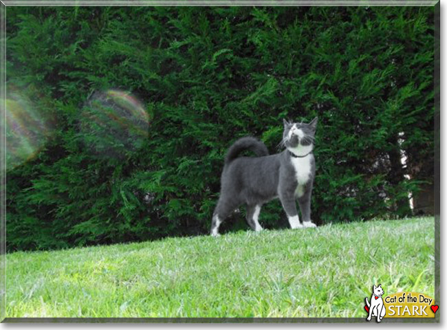 Stark, the Cat of the Day Stark, the Cat of the Day