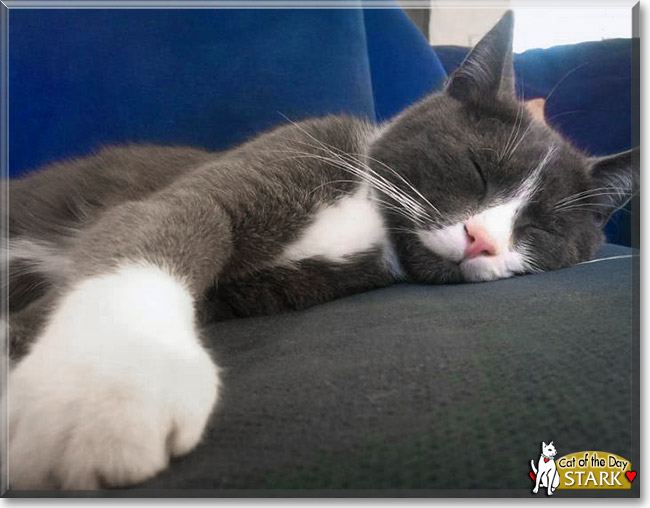 Stark, the Cat of the Day Stark, the Cat of the Day