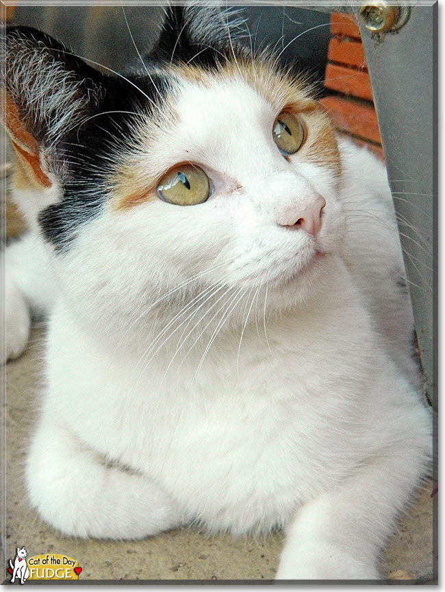 Fudge, the Cat of the Day