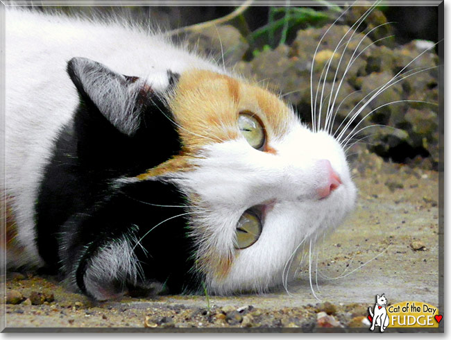 Fudge, the Cat of the Day