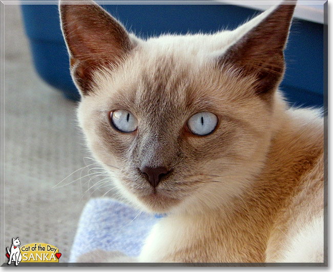 Sanka, the Cat of the Day