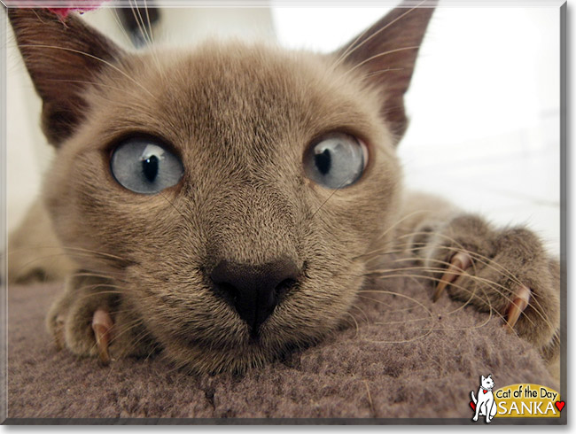 Sanka, the Cat of the Day Sanka, the Cat of the Day