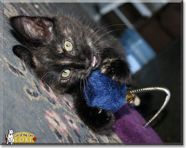 Loki, the Cat of the Day