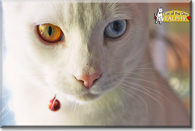 Ralphy, the Cat of the Day Ralphy, the Cat of the Day