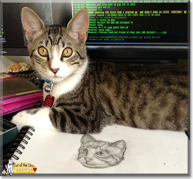 Vergil, the Cat of the Day