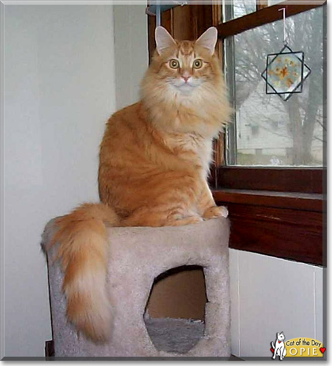 Opie, the Cat of the Day