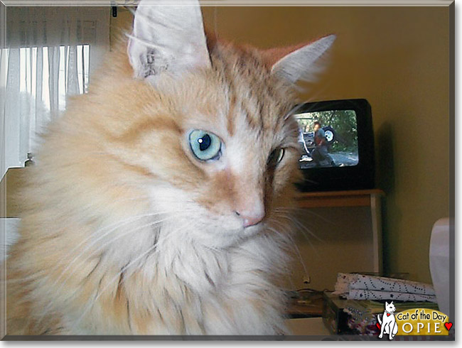 Opie, the Cat of the Day Opie, the Cat of the Day