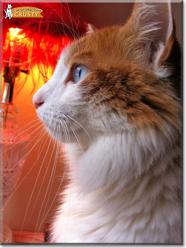 Crusty, the Cat of the Day
