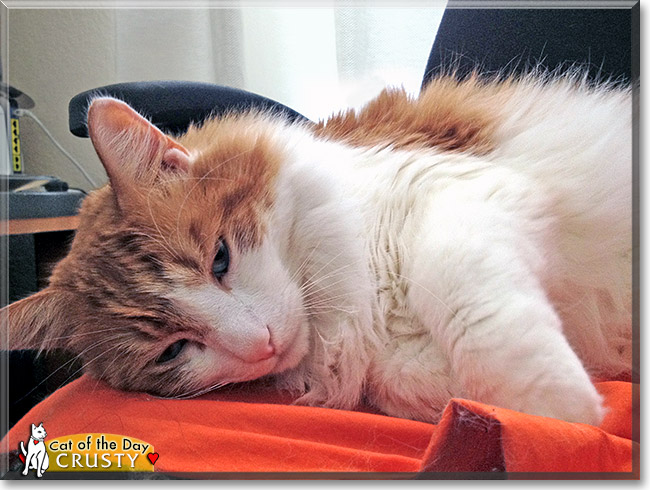 Crusty, the Cat of the Day Crusty, the Cat of the Day