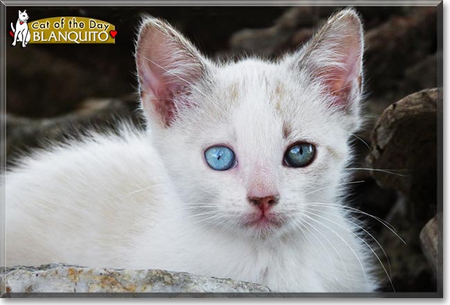 Blanquito, the Cat of the Day Blanquito, the Cat of the Day