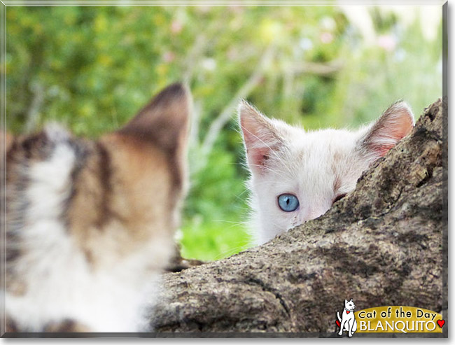 Blanquito, the Cat of the Day Blanquito, the Cat of the Day