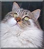 Cookie the Cat