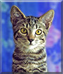 Wanda the Tabby