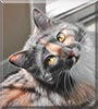 Pixel the Dilute tortoiseshell