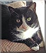 Lil' Putt Putt the Domestic short hair