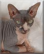 Kiltie the Sphynx