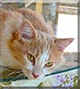 Angel the Cat