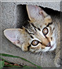 Raphael the Cat