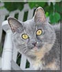Dina the Dilute Tortoiseshell