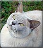 Lilac the Burmese