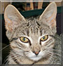 Karma the Domestic Shorthair