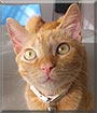 Mishi the Cat